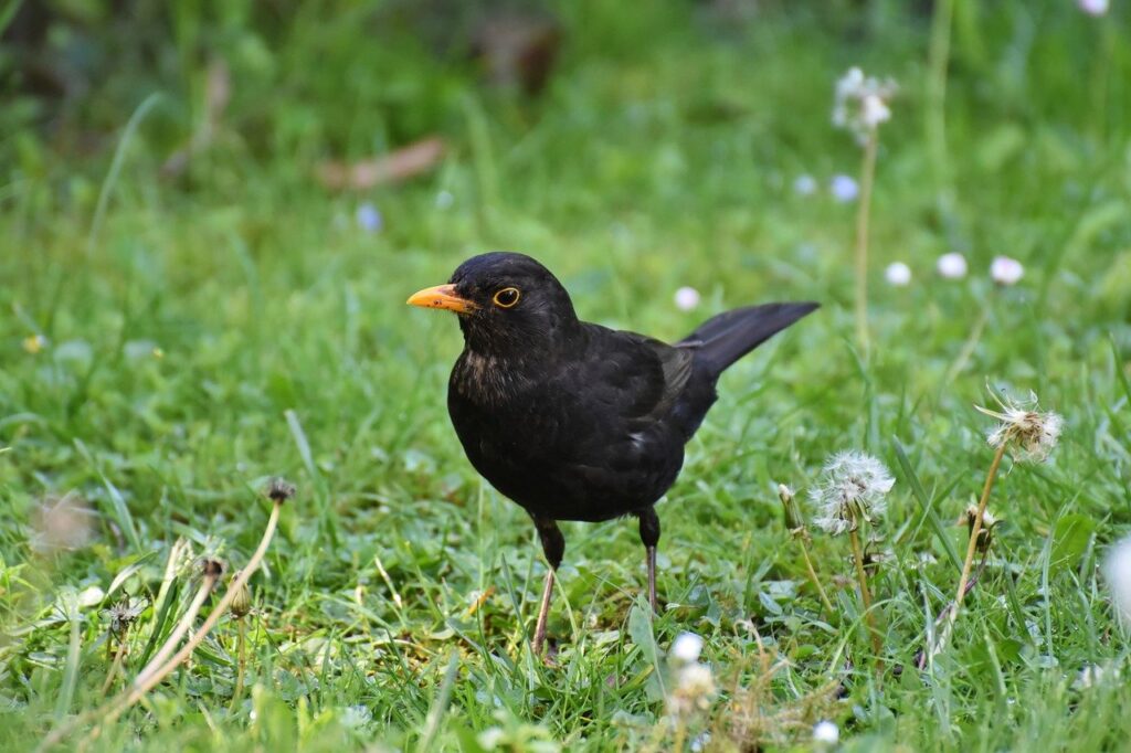 bird, blackbird, ornithology-8754208.jpg