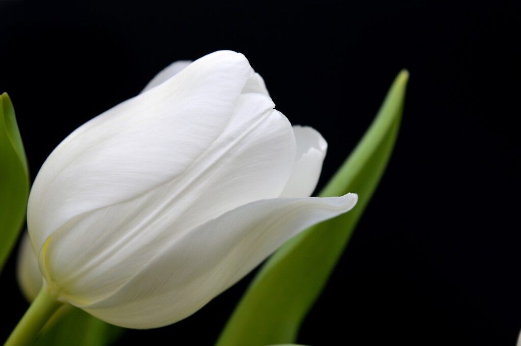 flower, nature wallpaper, tulip-8559381.jpg