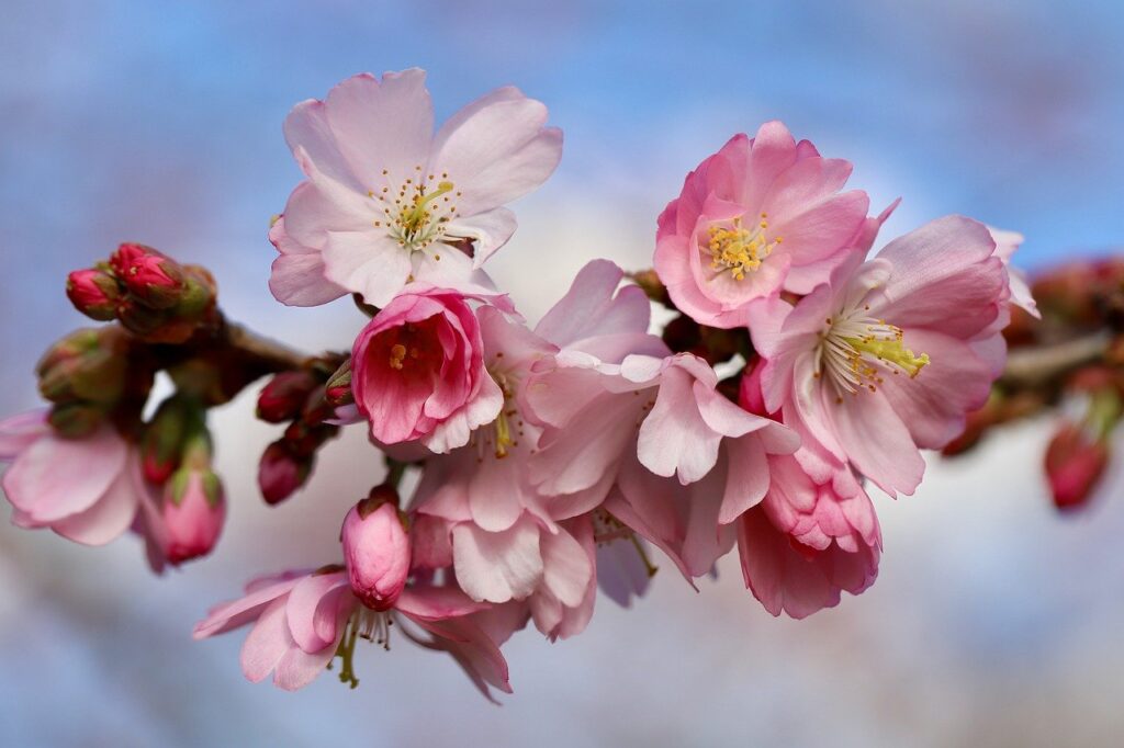 higan cherry, spring cherry, blossom-7862490.jpg