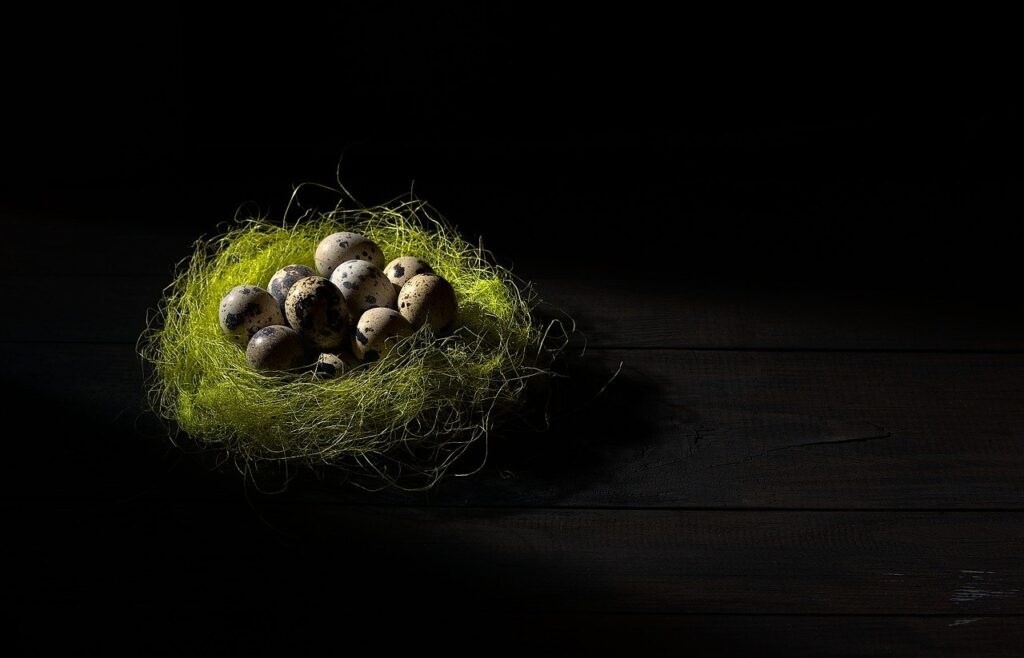 nest, quail egg, eggs-7823276.jpg